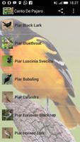 Canto De Pajaro Cartaz