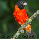 Chirping Bird Red Siskin APK