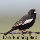 Chirps Lark Bunting Bird HD APK
