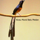 Kicau Murai Batu Medan Fuul Isian APK