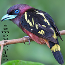 Audio Kicau Burung Sempur Hujan APK