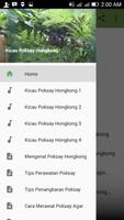 Kicau Poksay Hongkong Terbaru Cartaz