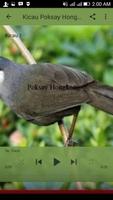 Kicau Poksay Hongkong Terbaru imagem de tela 2