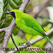 Kicau-Kicau Cucak Ijo Banyuwangi