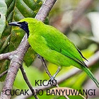 Kicau-Kicau Cucak Ijo Banyuwangi Zeichen