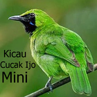 Kicau-Kicau Cucak Ijo Mini icône