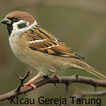 Kicau-Kicau Burung Gereja Tarung