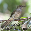 Audio Kicau Burung Siri Siri APK