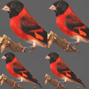 Audio Kicau Burung Red Siskin APK