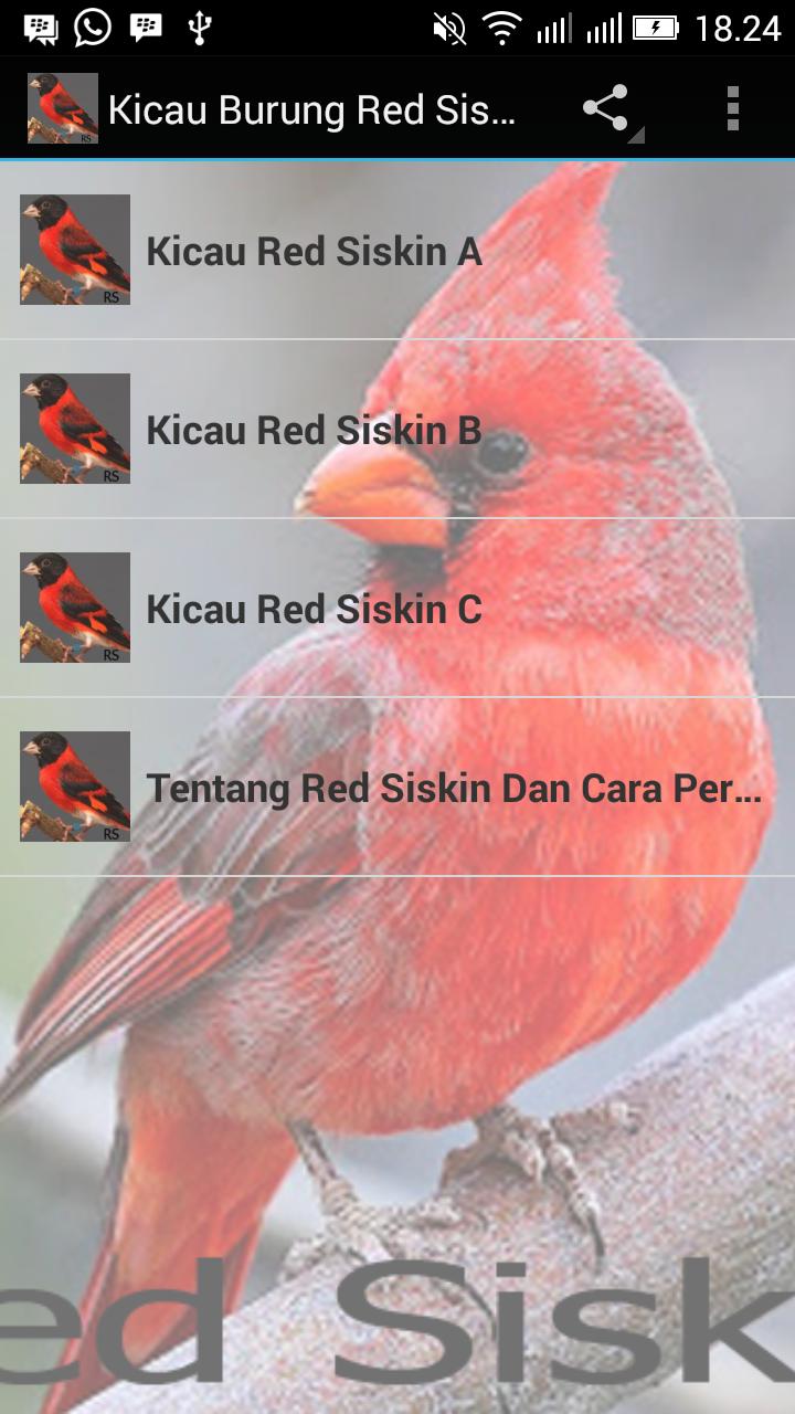 Audio Kicau Burung Red Siskin For Android Apk Download