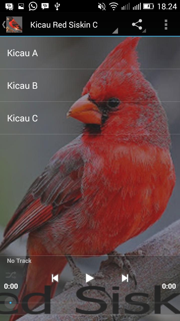 Audio Kicau Burung Red Siskin For Android Apk Download
