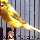 Kicau Kenari Yorkshire icône
