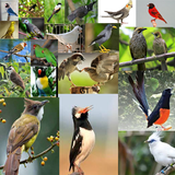 Kicau-Kicau Burung Terlengkap أيقونة