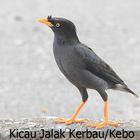 Audio Kicau Jalak Kebo/Kerbau アイコン