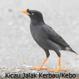 Audio Kicau Jalak Kebo/Kerbau आइकन