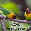 Kicau Lovebird Balibu / Baby