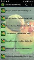 Kicau Lovebird Balibu পোস্টার
