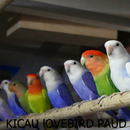 Kicau-Kicau Lovebird Paud APK