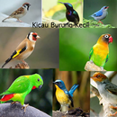 Audio Kicau Master Burung Kecil APK