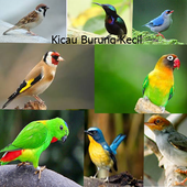 Audio Kicau Master Burung Kecil For Android Apk Download