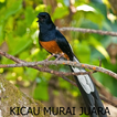 Kicau Murai Juara Hd