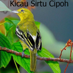 Kicau Sirtu Cipoh Terbaru