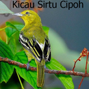 Kicau Sirtu Cipoh Terbaru-APK