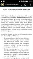 Kicau Pentet Madura screenshot 3