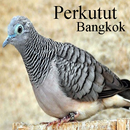 Kicau Perkutut Bangkok APK