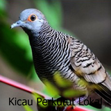 Kicau Perkutut Lokal ícone