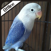 Audio Love Bird Biola