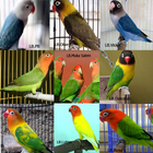 Ragam Jenis Lovebird Populer ícone