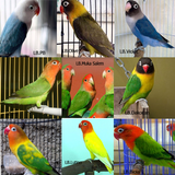 Ragam Jenis Lovebird Populer ícone
