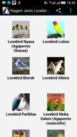 Ragam Jenis Lovebird Populer-poster