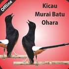 ikon Kicau Murai Batu Ohara