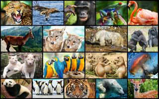 Amazing Animals Jigsaw Puzzles ❤️🐯🧩 ポスター