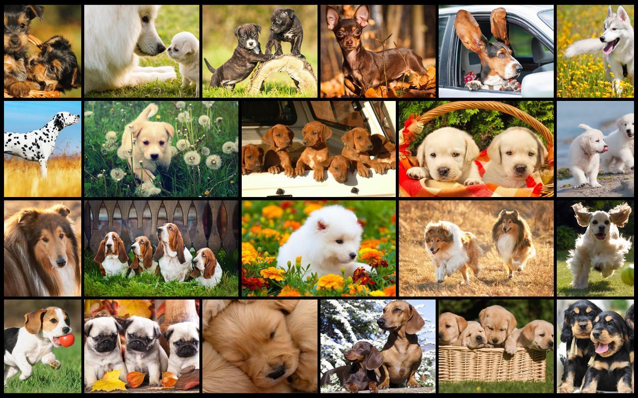 Animals edition. Коллаж про собак шаблоны. Puzzle Dog. Dog Jigsaw Puzzle. Dog Puzzle for Kids.