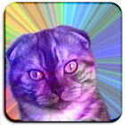 Flying cats icon