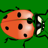 Ladybug Hunt