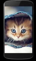 Cat Kittens LiveWallpaper Affiche