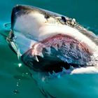 White Shark Cruises أيقونة