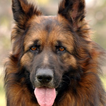 German Shepherd World