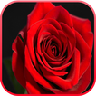 Red Rose LiveWallpaper ikon