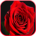 Red Rose LiveWallpaper