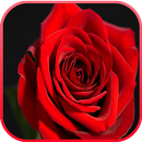 Red Rose LiveWallpaper APK