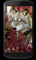 Wolf LiveWallpaper Affiche