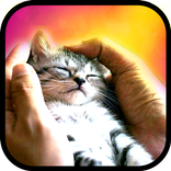 ”Согрей котенка