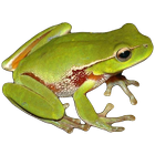 Frog Power 아이콘