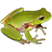 Frog Power