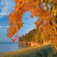 1 Schermata Autumn Leaves Live Wallpapers